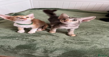 Cornish Rex cats - Advert 13