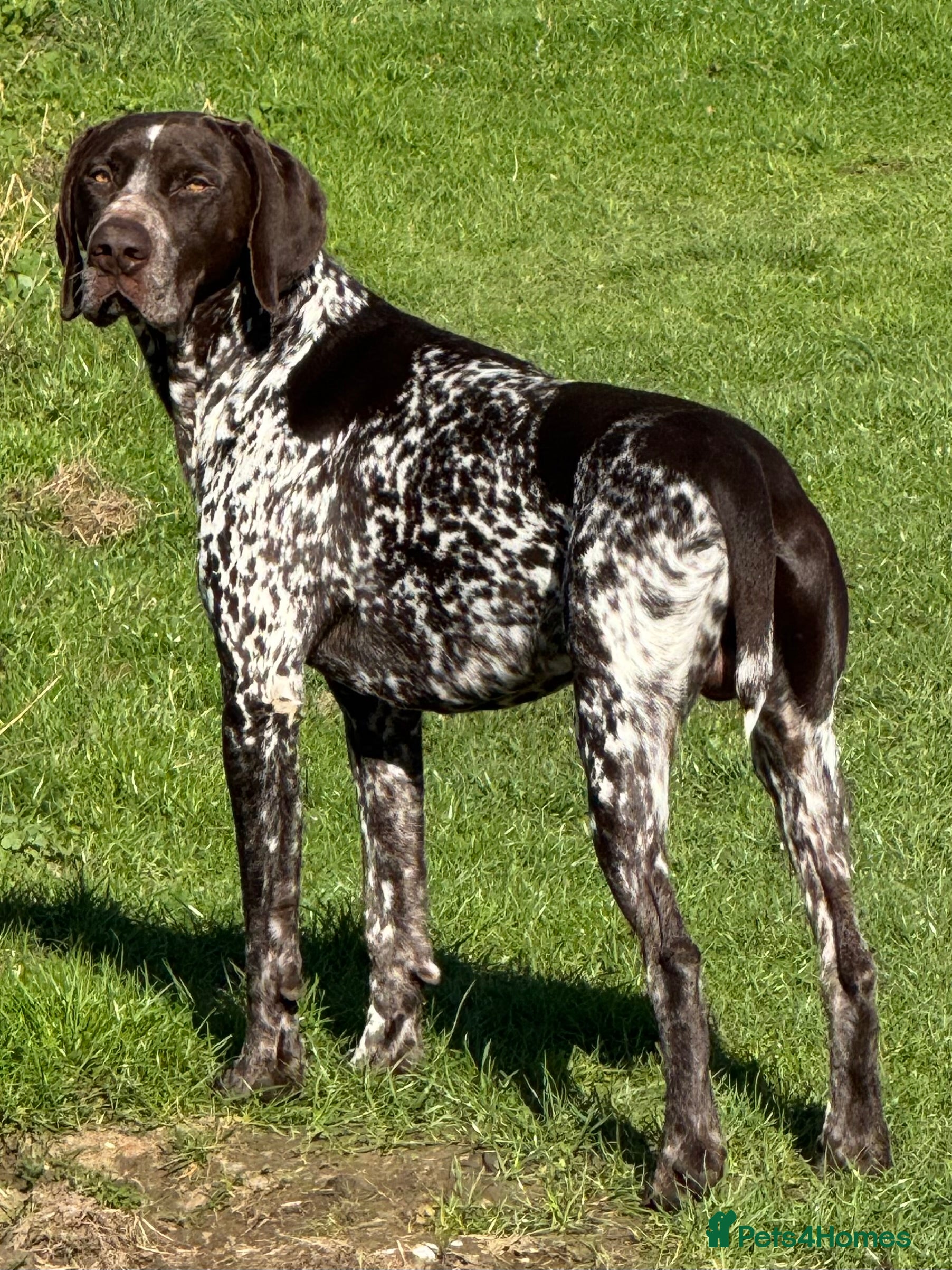 German Shorthaired Pointer dogs For Stud GSP Liver & White - Advert 5