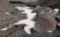 British Shorthair cats for sale: Adorable blue grey kittens - Image 5