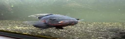Cichlids fish for sale: Flash the Tiger Oscar  - Advert 1