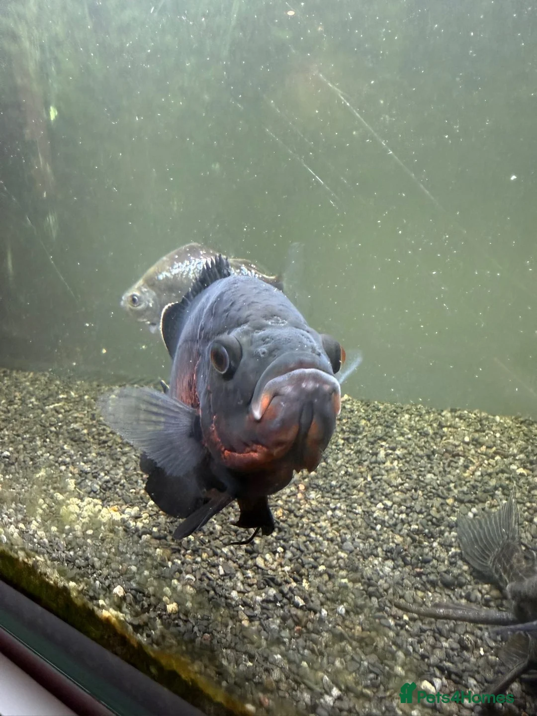 Cichlids fish for sale: Flash the Tiger Oscar  - Advert 1