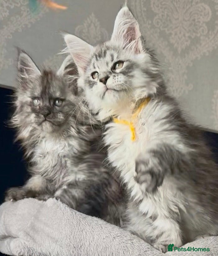 Maine Coon cats Several litters of Outstanding pedigree kittens  - Advert 13