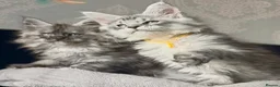 Maine Coon cats for sale: Several litters of Outstanding pedigree kittens  - Advert 3