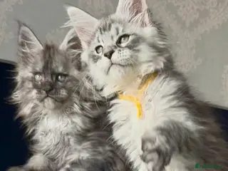 Maine Coon cats Several litters of Outstanding pedigree kittens - Advert 13