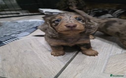 Miniature Dachshund dogs for sale: Stunning miniature longhaired Dachshund pups - Image 8
