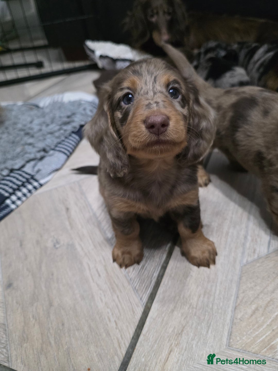 Miniature Dachshund dogs for sale: Stunning miniature longhaired Dachshund pups - Image 8