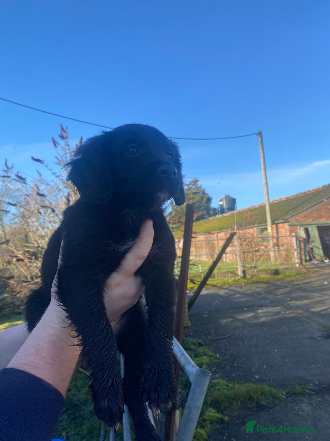 Mixed Breed dogs for sale: Cocker x collie puppies  - Advert 21