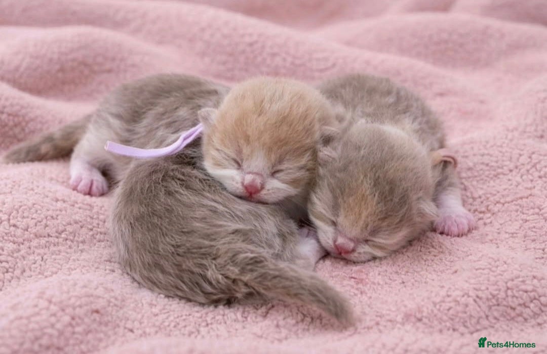 British Shorthair cats *Last 2 kittens left* Top qualityBritish Shorthair - Advert 1