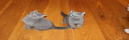 British Shorthair cats for sale: Pure British short hairs - Advert 5