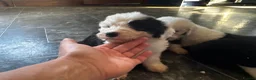 Old English Sheepdog dogs for sale: Fully health tested, KC registered OES - Advert 2