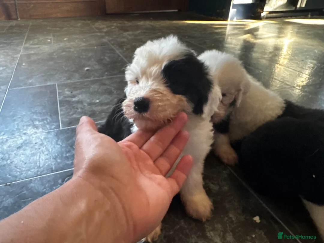 Old English Sheepdog dogs for sale: Fully health tested, KC registered OES - Advert 2