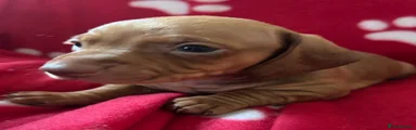 Miniature Dachshund 1