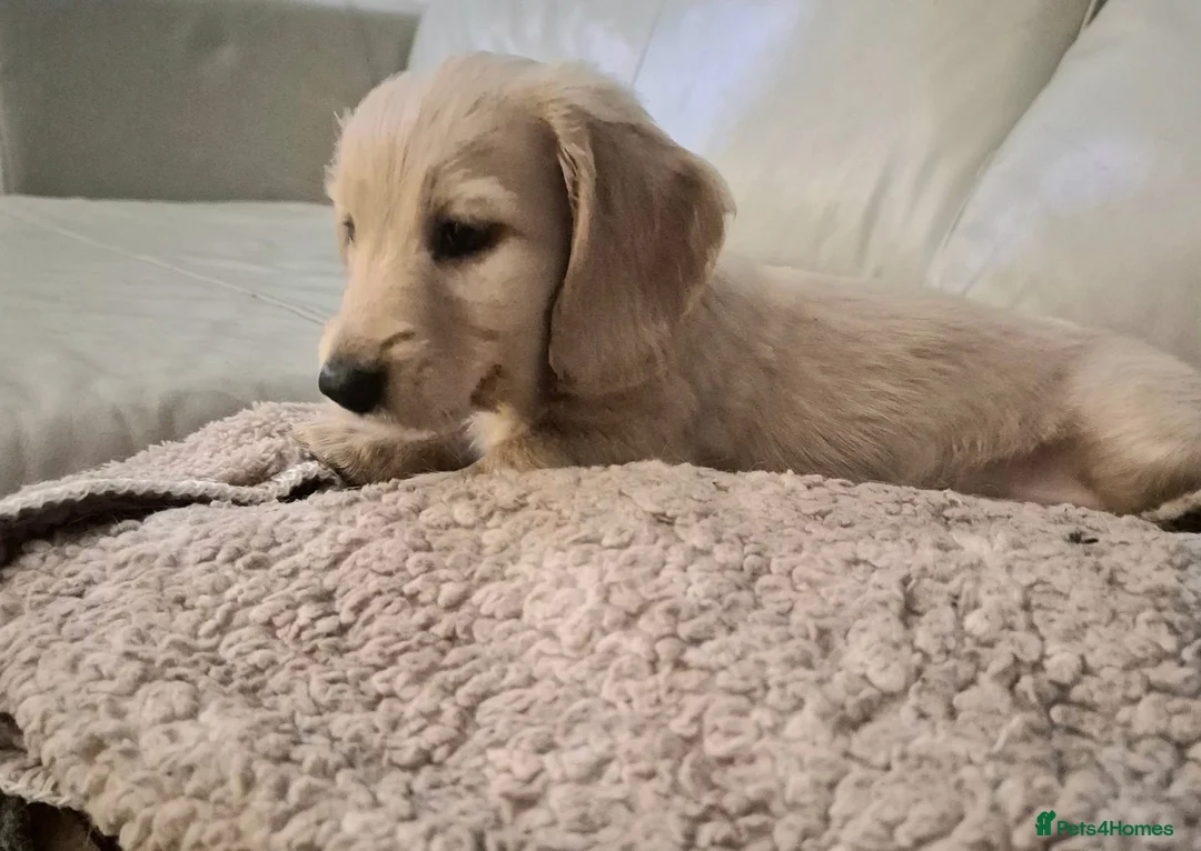 Miniature Dachshund dogs for sale: Beautiful Long-Haired Miniature Boys - Advert 3