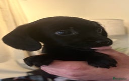 Cockerdor dogs for sale: Beautiful cockerdor puppies - Image 4