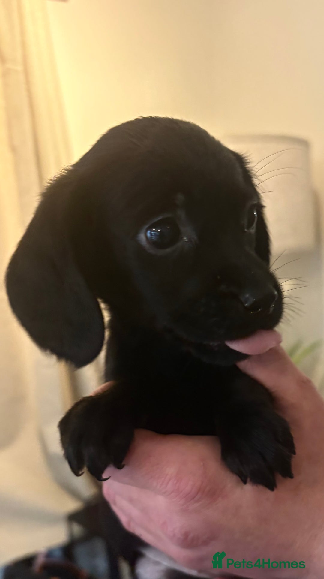 Cockerdor dogs for sale: Beautiful cockerdor puppies - Image 4