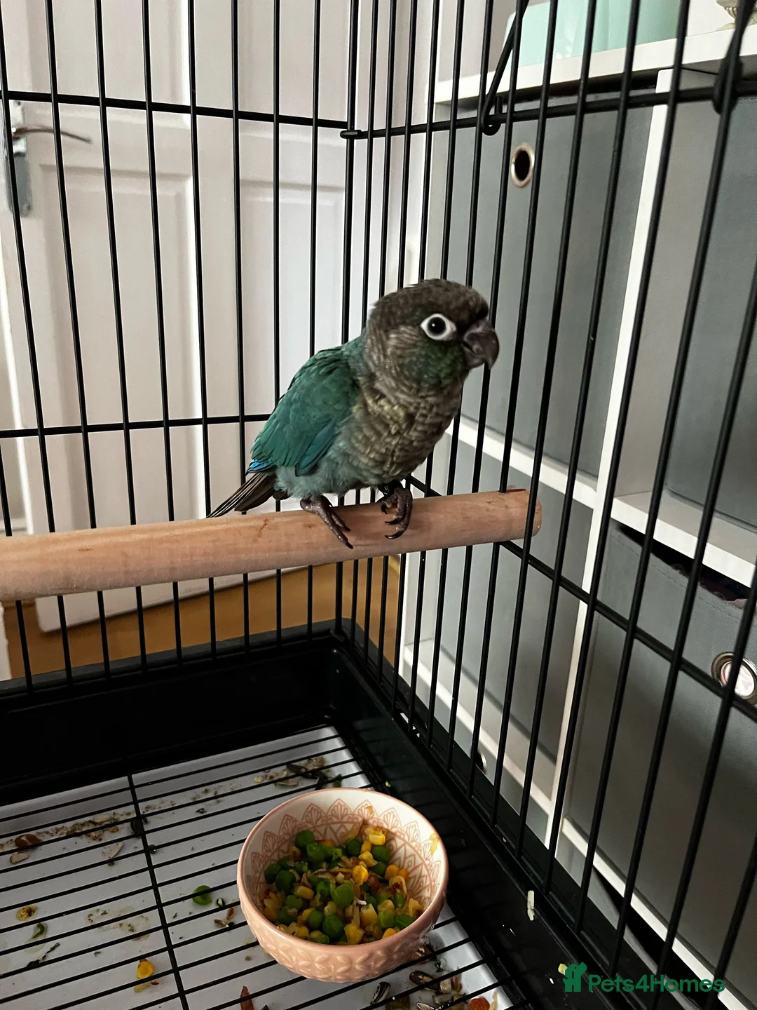 Conures birds for sale: Turquoise conure parrot  - Advert 4