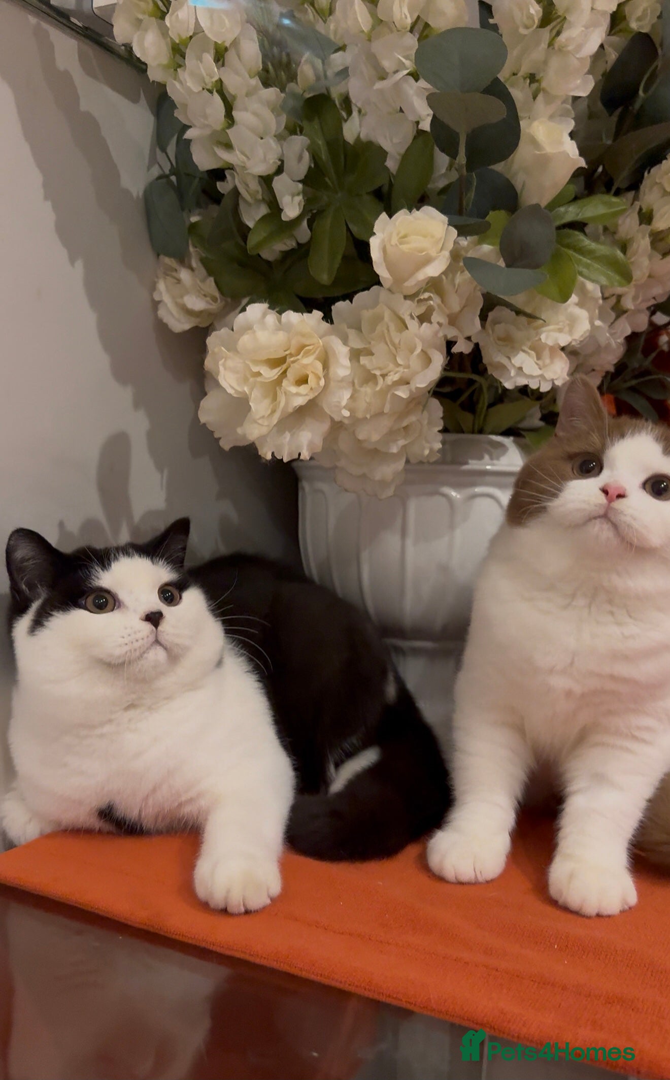 British Shorthair cats British shorthair kittens - Advert 6