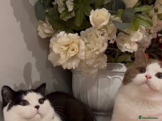 British Shorthair cats British shorthair kittens - Advert 1