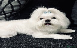 Maltipoo dogs for sale: Outstanding Maltipoo Puppies - Image 3