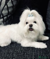 Maltipoo dogs - Advert 8