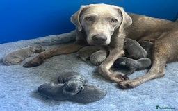 Labrador Retriever dogs for sale: Stunning litter of Silver & Charcoal Lab pups  - Image 21