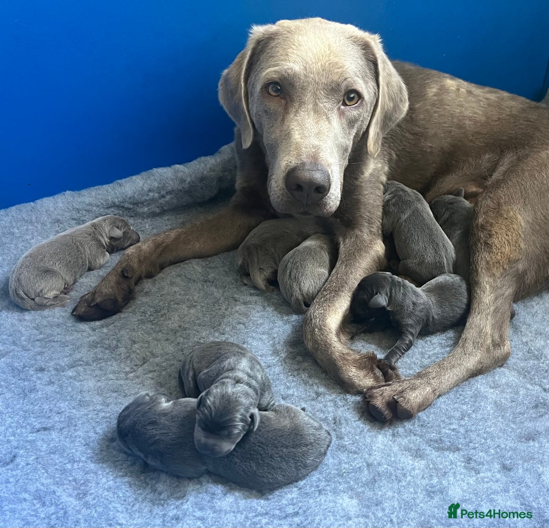 Labrador Retriever dogs for sale: Stunning litter of Silver & Charcoal Lab pups  - Image 21