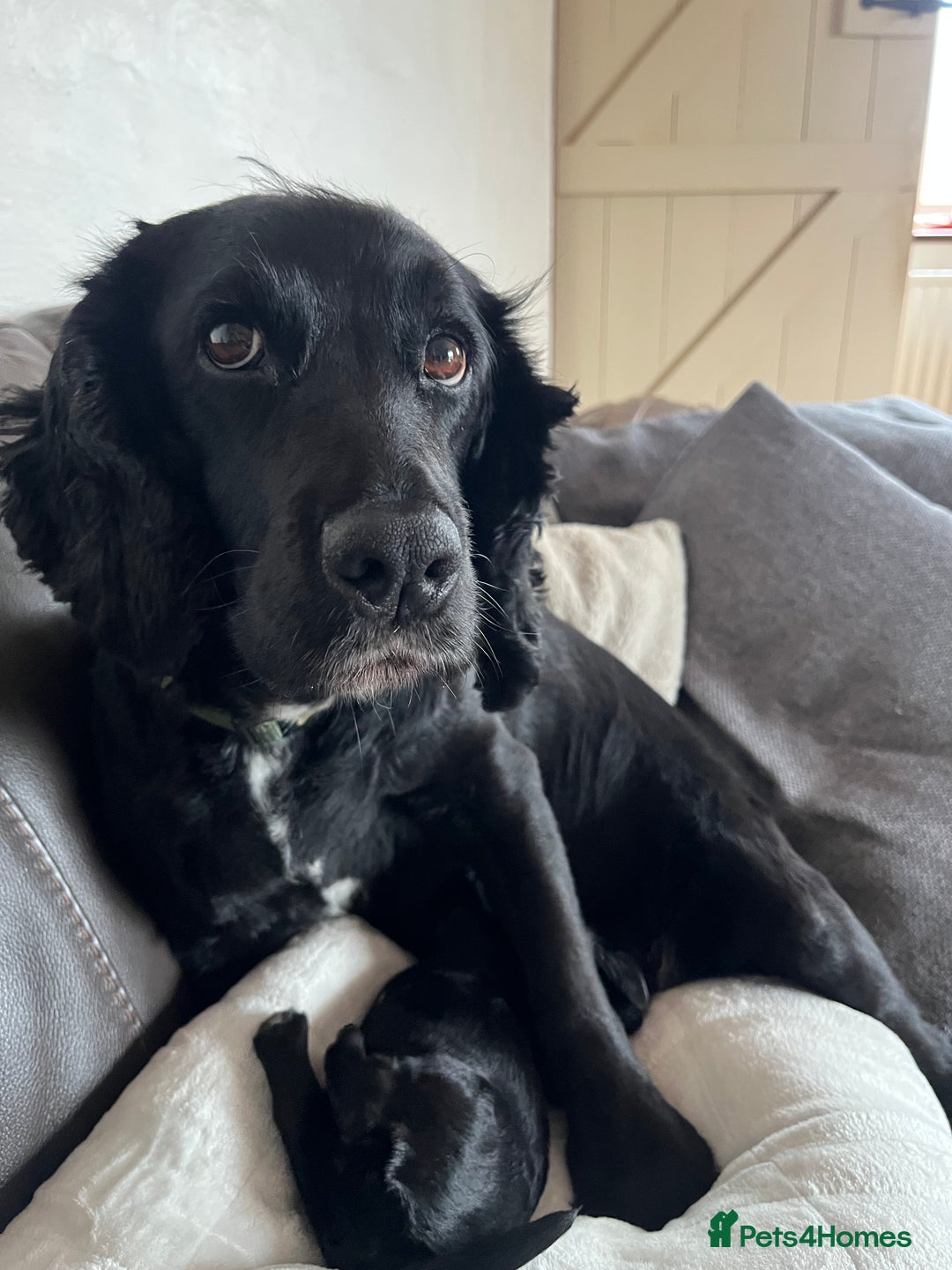 Cocker Spaniel dogs for sale: Wonderful cocker spaniel puppies for sale  - Advert 1