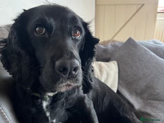 Cocker Spaniel dogs Wonderful cocker spaniel puppies for sale - Advert 2