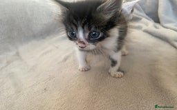 British Shorthair cats for sale: Lovely kittens            - Image 8