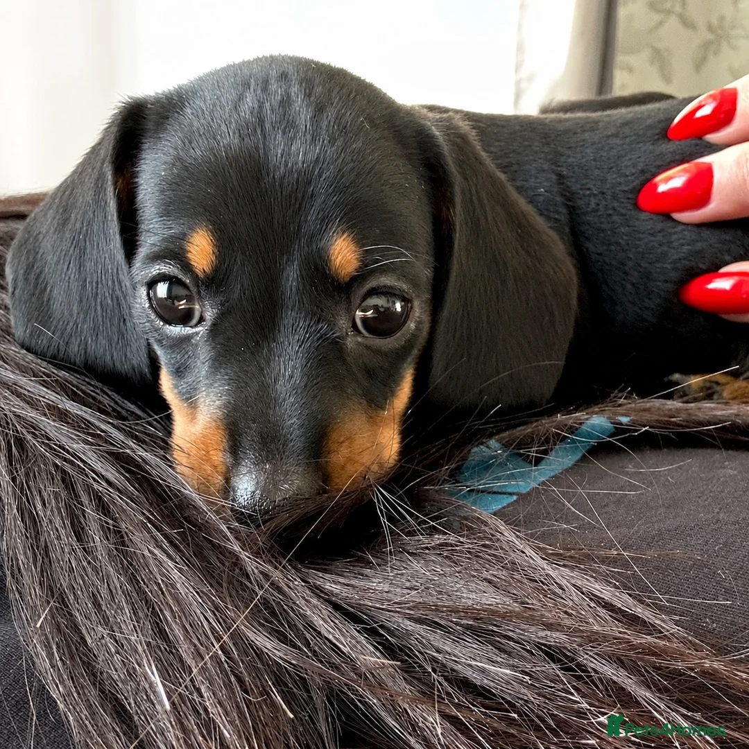 Miniature Dachshund dogs for sale: 🐾 LAST BOY LEFT - adorable miniature dachshund 🐾 - Advert 1