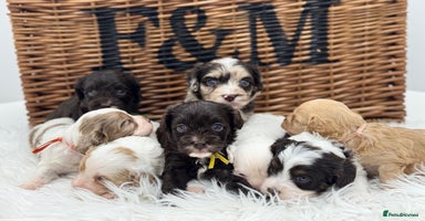 Cavapoo dogs - Advert 16