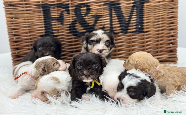 Cavapoo dogs - Advert 1