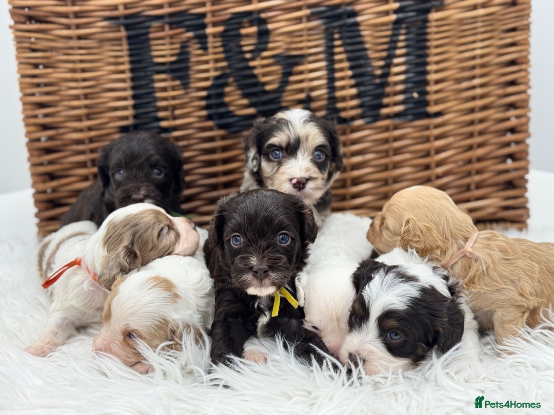 Cavapoo dogs for sale: Mini F1 Cavapoos Exstensively Health Testec  - Image 1