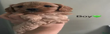 Cockapoo 3