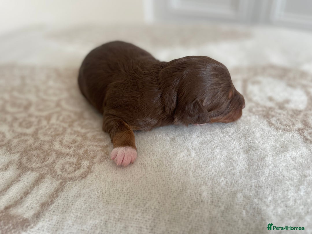 Bordoodle dogs for sale: OUTSTANDING *TRI COLOUR* MINIATURE BORDOODLES - Image 36