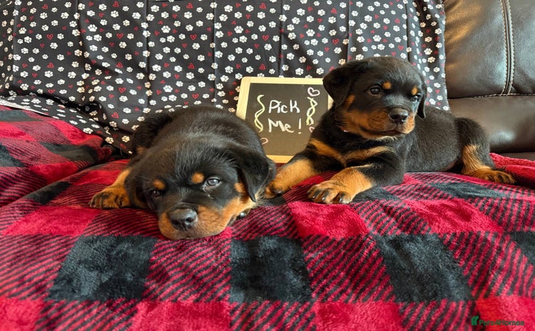 Rottweiler dogs - Advert 3