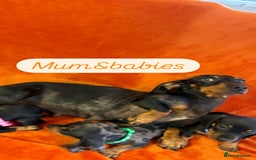 Dachshund dogs for sale: Beautiful dachshund puppies  - Image 23