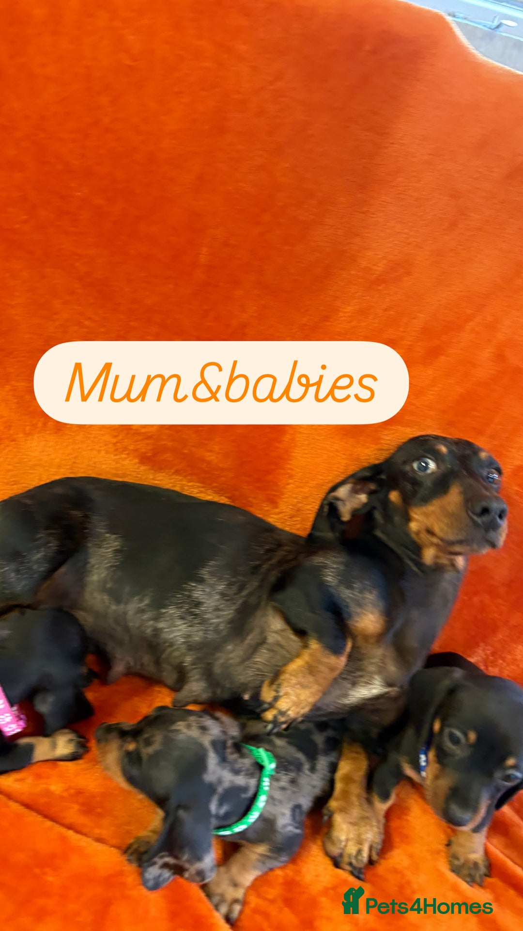 Dachshund dogs for sale: Beautiful dachshund puppies  - Image 23