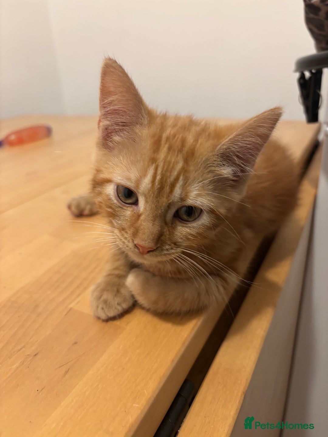 Domestic Shorthair cats for sale: Kittens - Image 3