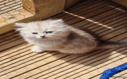 Persian cats for sale:  Boy and Girl pair to go together - Image 9