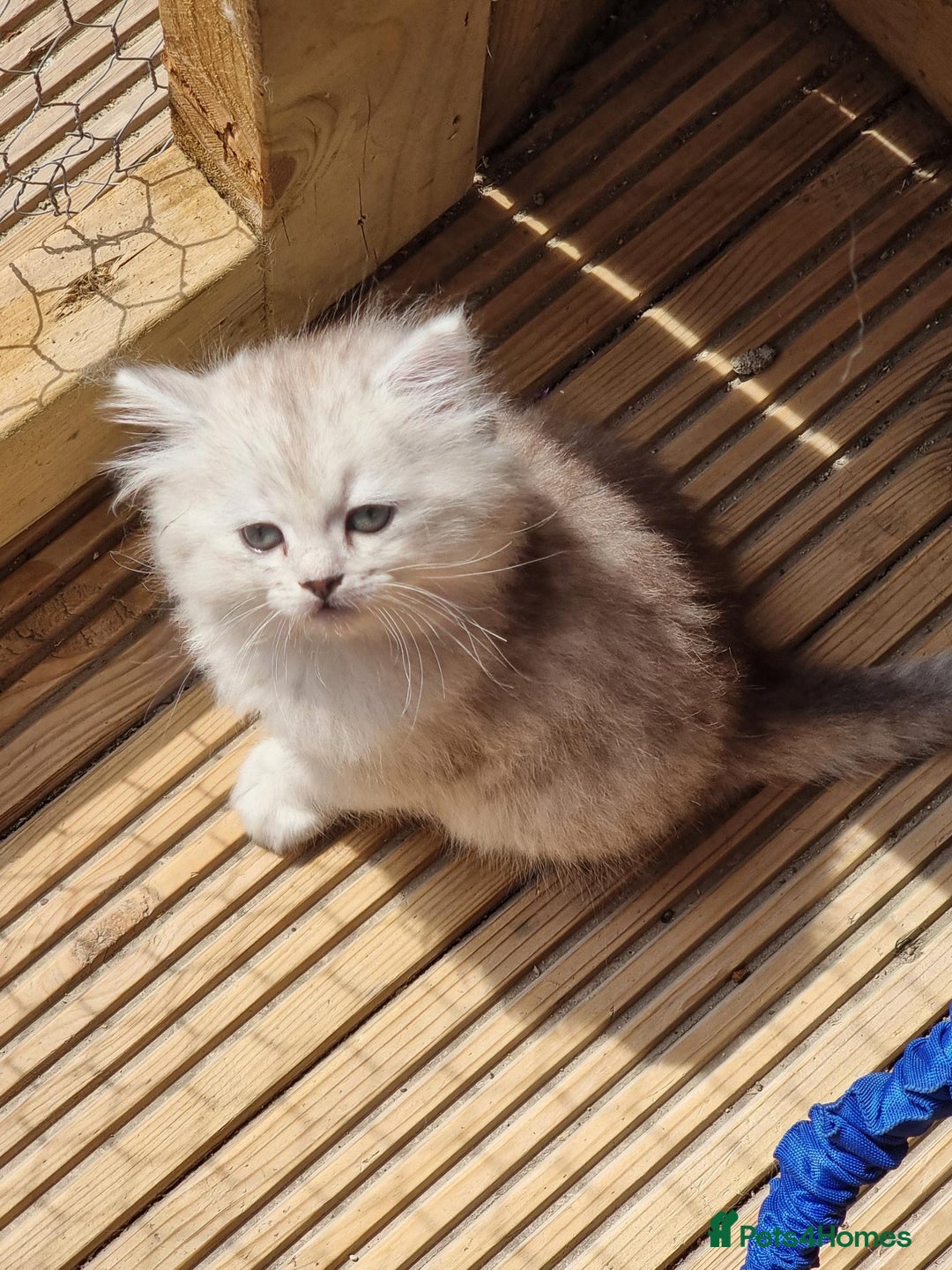 Persian cats for sale:  Boy and Girl pair to go together - Image 9