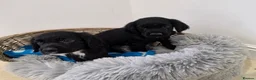 Cocker Spaniel dogs for sale: Working Type Cocker Spaniels - Advert 19