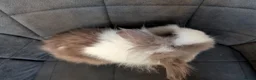Lionhead rabbits for sale: Beautiful Double-maned Lionhead Rabbits for Sale - Advert 13