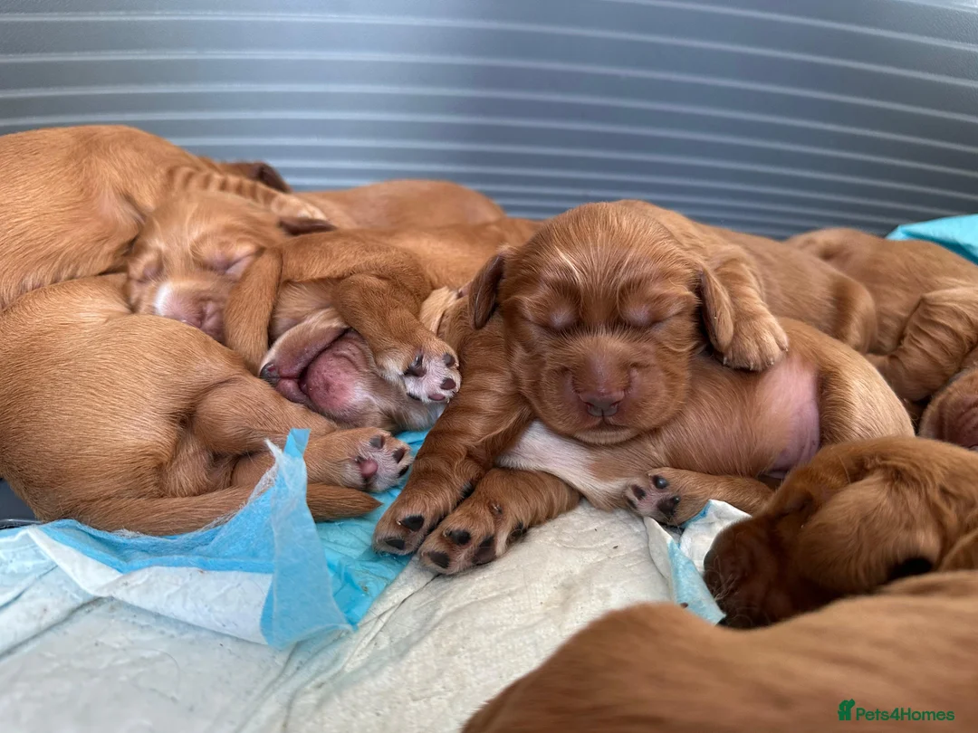 Cocker Spaniel dogs for sale: Stunning Cocker Spaniel puppies - Advert 1
