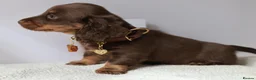 Miniature Dachshund dogs for sale: 5*Licensed Holistic +Kc reg+Pra Clear+Vet Checked - Advert 23