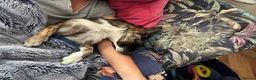 Mixed Breed dogs for adoption: Fig 🩷 in Witney - Advert 3