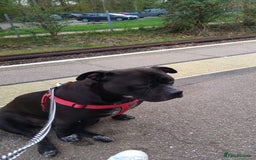 Mixed Breed dogs for sale: Loving loyal family dog  - Image 1