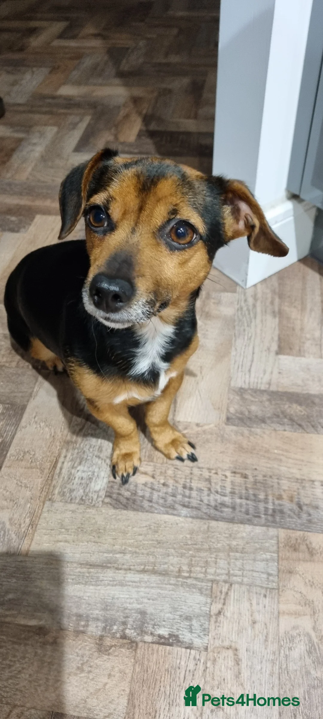 Jack Russell dogs for sale: Jack Russel Terrier in York - Advert 18