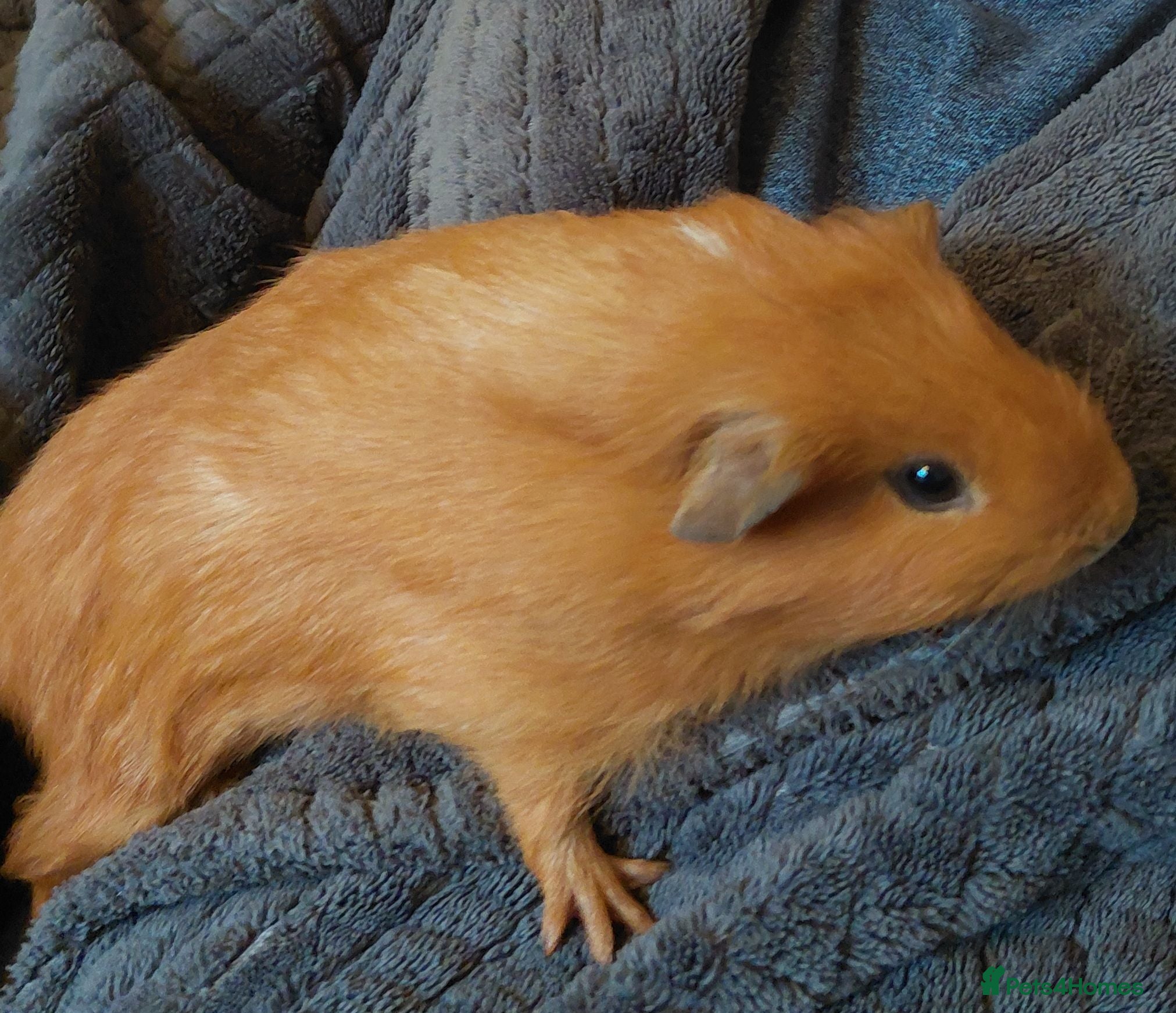 Guinea Pig rodents Ginger guinea pig  - Advert 1