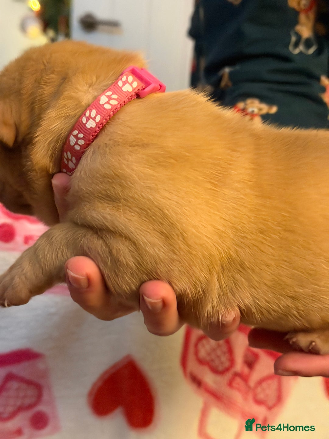 Dogue De Bordeaux dogs for sale: Beautiful Dogue De Bordeaux Puppies - Advert 12